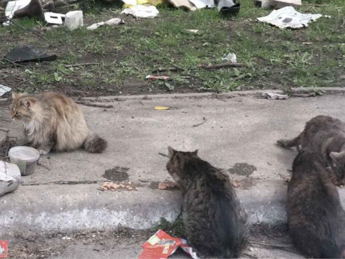 Abandoned cats in Ukraine amidst debris of war. © Katya 2023, White Paw Volontary